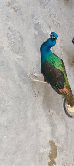 Young male peacockLooking to sell a stunning, healthy peacock.  Ag 