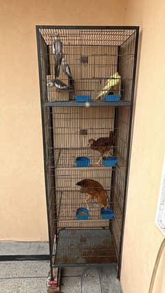 Birds