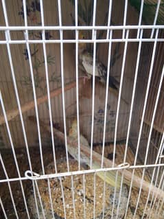 healthy cockatiel available