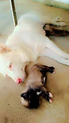 Rusion dog