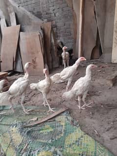 Hira pure white chick grantyed age 4 to 5 mnth adul father pic attach