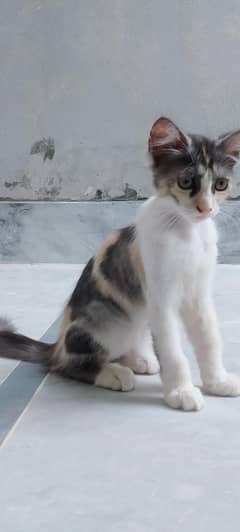Mix Persian kitten