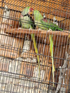 raw pair with chick