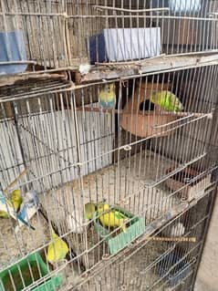 Cage 10 khano ka ha 03190028044
