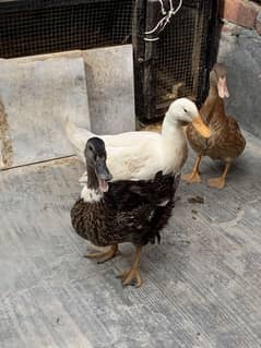 3 Ducks