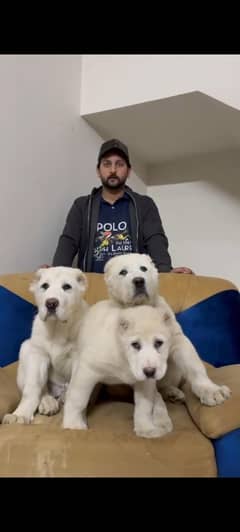 Alabai Puppy Available – Heavy Bone Structure