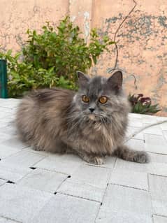 Persian Cats for sale