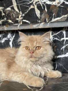 Persian