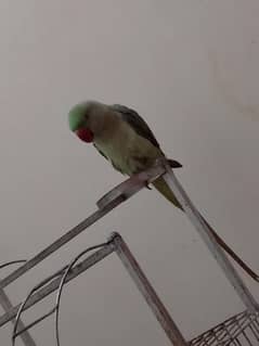 raw Alexander parrot