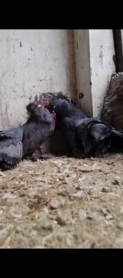 American lucky || gubara kabootar  03094196420