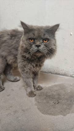 Persian male cat