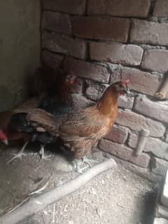 golden mirsi pair