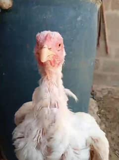1 year old chickens white hens and white rooster