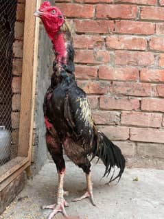 Jawa  murga for sale only 7k
