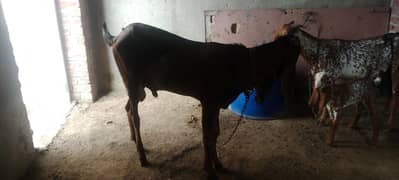 donda abi abi hua ha  pital nasal ha