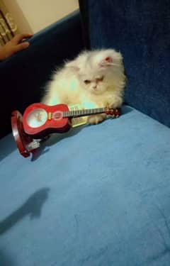 Punch face tripal coated female kitten