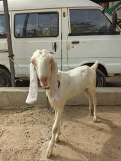 Gulagi bakri (6 months )
