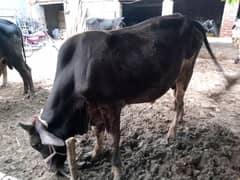 Bachra | Katta | Wacha | Cow |  janwar | Bulls |