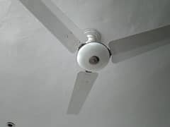 Royal deluxe Fan