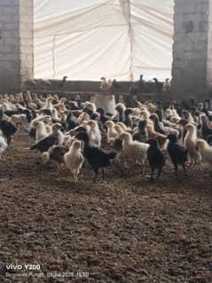 Golden Misri | Desi | Silver Golden| Austrolp Cross