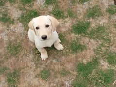 Labrador
