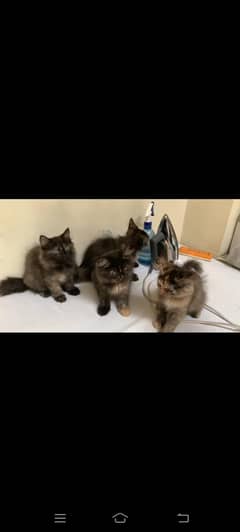 Pershion cat double coat long hair