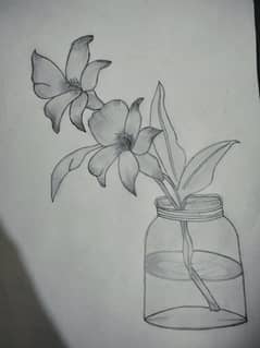 sketch