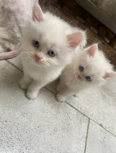 urgant sale my cat triple coted