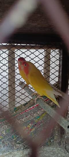 parrot
