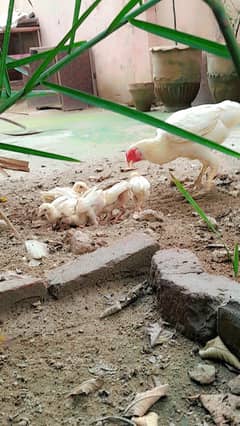 Turkish hint Heera Aseel chick