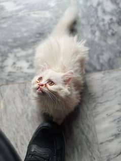Persian white kitten
