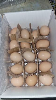 GOLDEN BUFF FERTILE EGGS A+ QUALITY