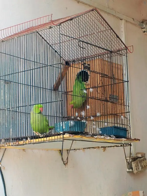 urjant for sale laga howa jora hn — photo 3