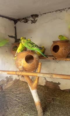 Budgies pair