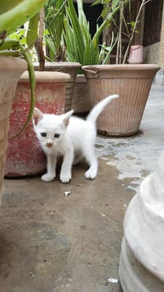 Baby Cat