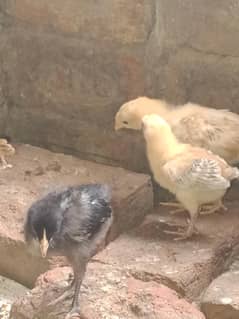 Golden Mishri Chicks