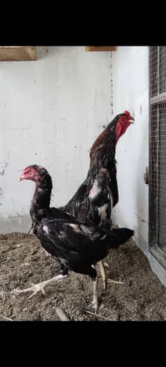 shamoo pair Black color for sale