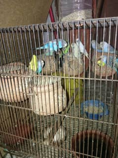 Australian parrot Pair price 1000