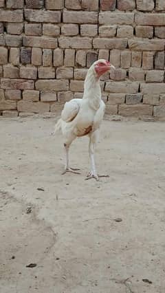 Aseel herra good quality madi and beautiful colours