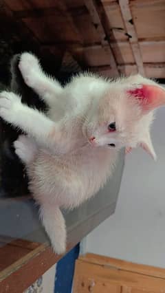 Kittens