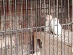 parrot