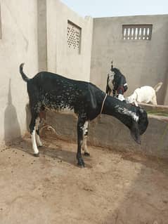 Do dant jawan makhi chini path