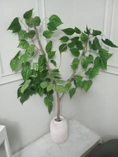 a pot with green leaves