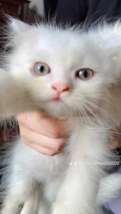 Cat with Kittens for Sale