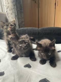 Black and orange kittens for sale