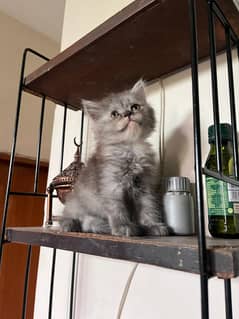 Persian kittens