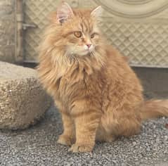 persian cat
