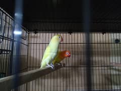 breeder