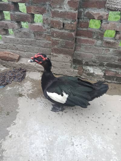 male duck