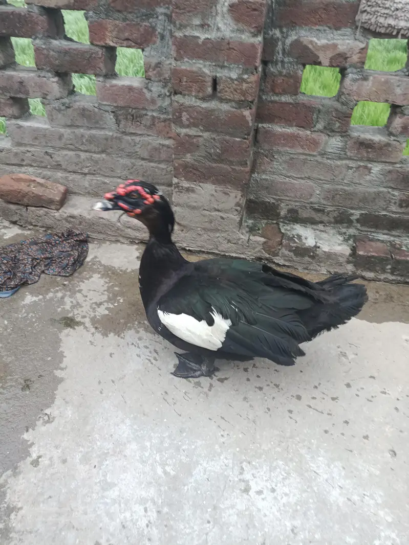 male duck